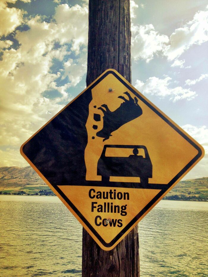 Caution falling cows road sign warning drivers