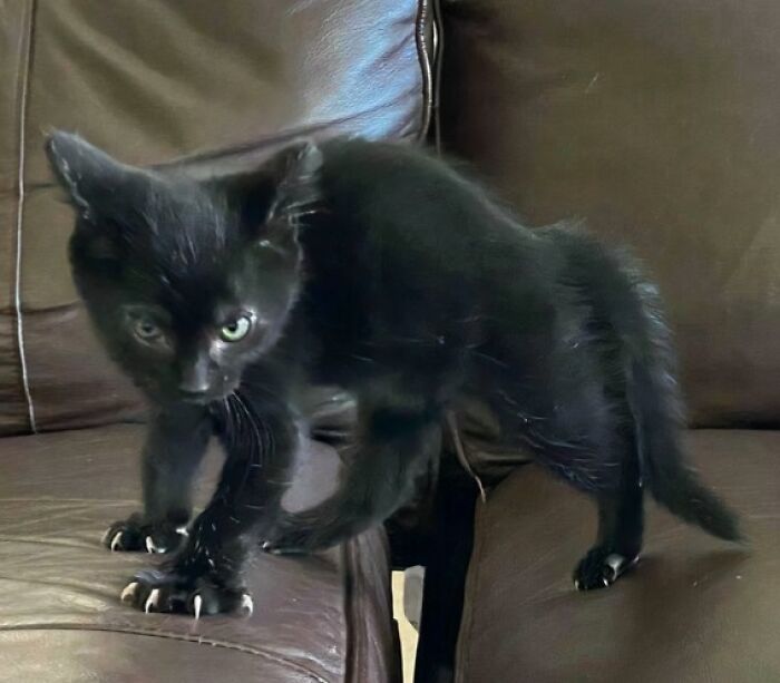 A small black kitten on a leather sofa showing off its sharp white cat claw set