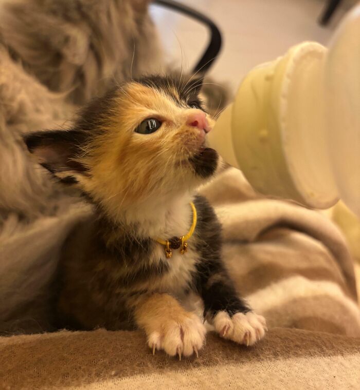 Small calico kitten drinking from a bottle, showing its tiny cat claws
