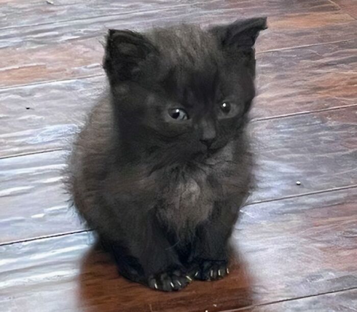A fluffy dark grey kitten sitting on a wooden floor showing its small cat claws.
