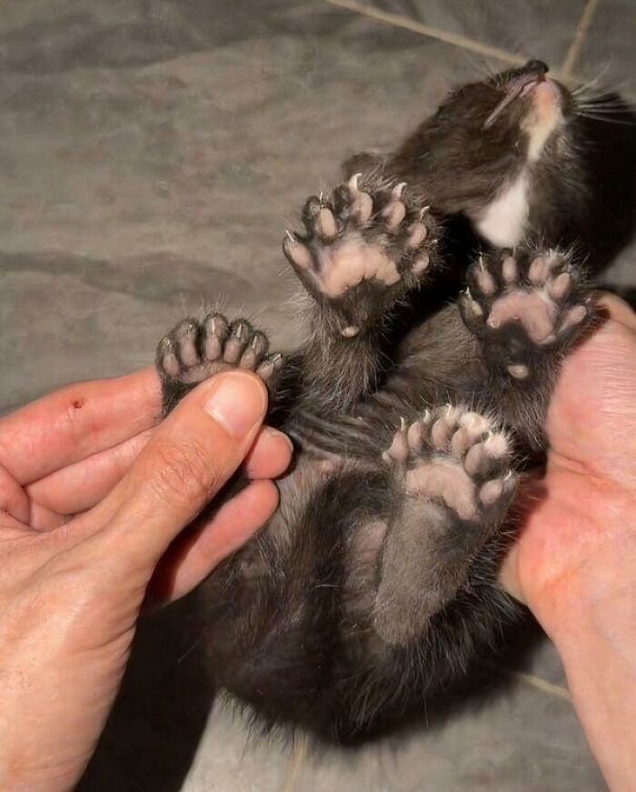 Close-up of polydactyl cat paws showing extra toes and cat claws held by hands.