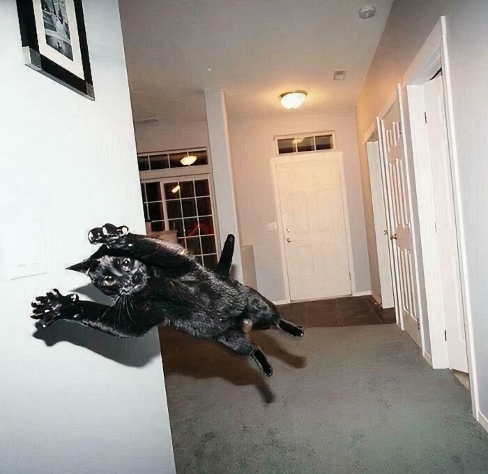 A black cat leaping mid-air towards a wall with extended cat claws.
