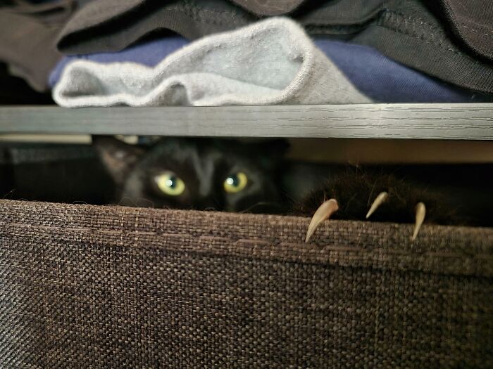 A black cat peeking from a basket with its cat claws showing.