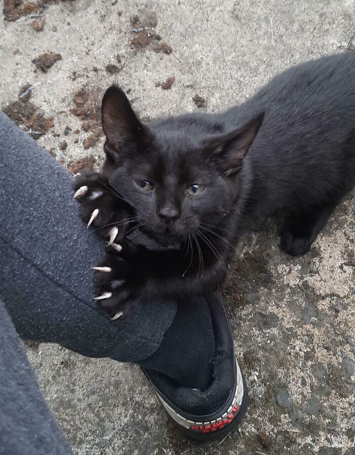 A black cat claws a person's leg, highlighting the sharp details of a cat claw