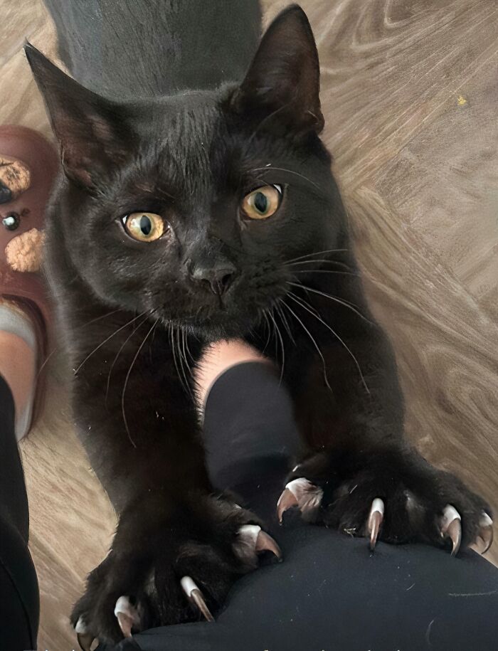 A black cat digging its sharp cat claws into a person's black pants while looking up