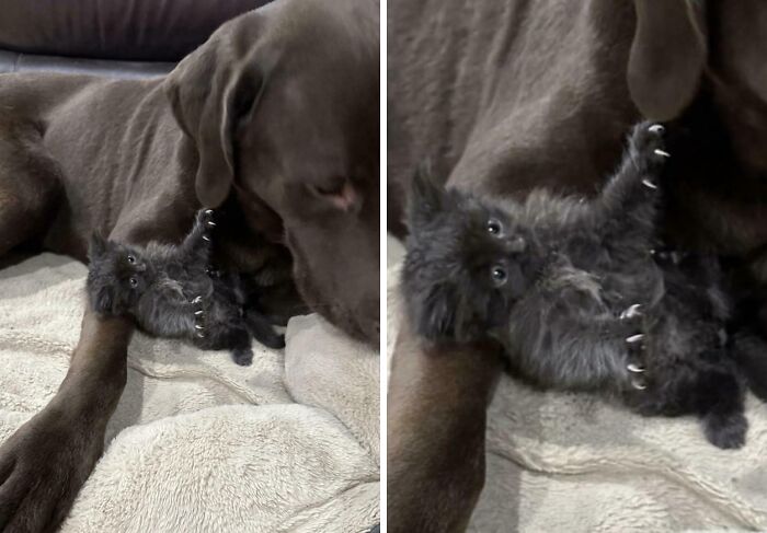Tiny fluffy black kitten showing its sharp cat claws while laying on a large brown dog.