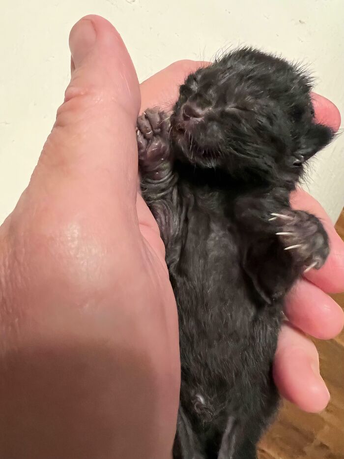 A tiny newborn black kitten held in a hand, showing off its miniature cat claws