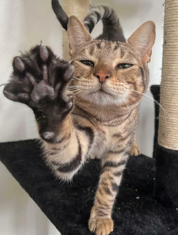 A tabby cat showing off its large paw with prominent cat claws on a cat tree.