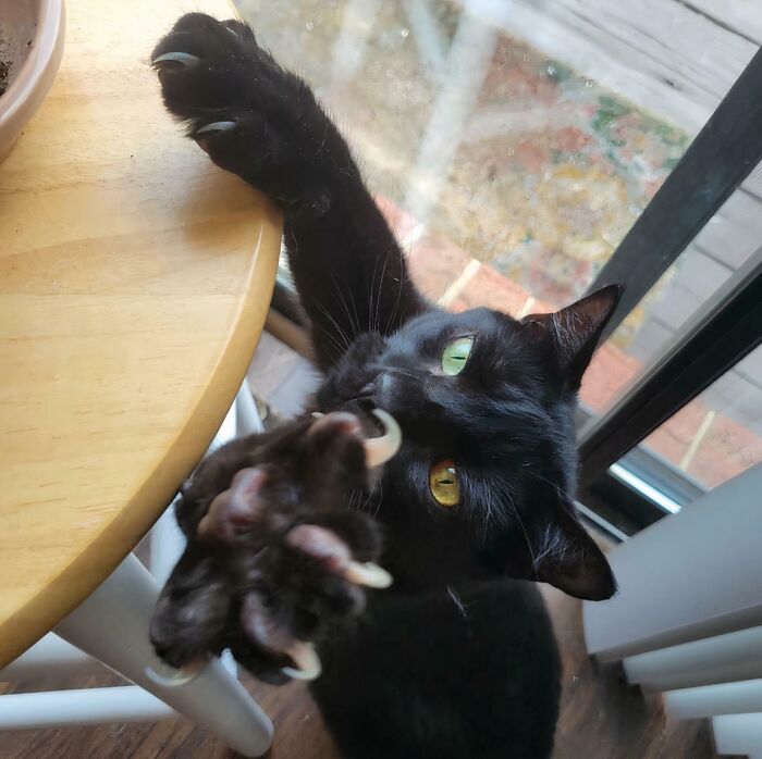 A black cat reaches its paw forward, showing sharp cat claw pictures against a wooden table
