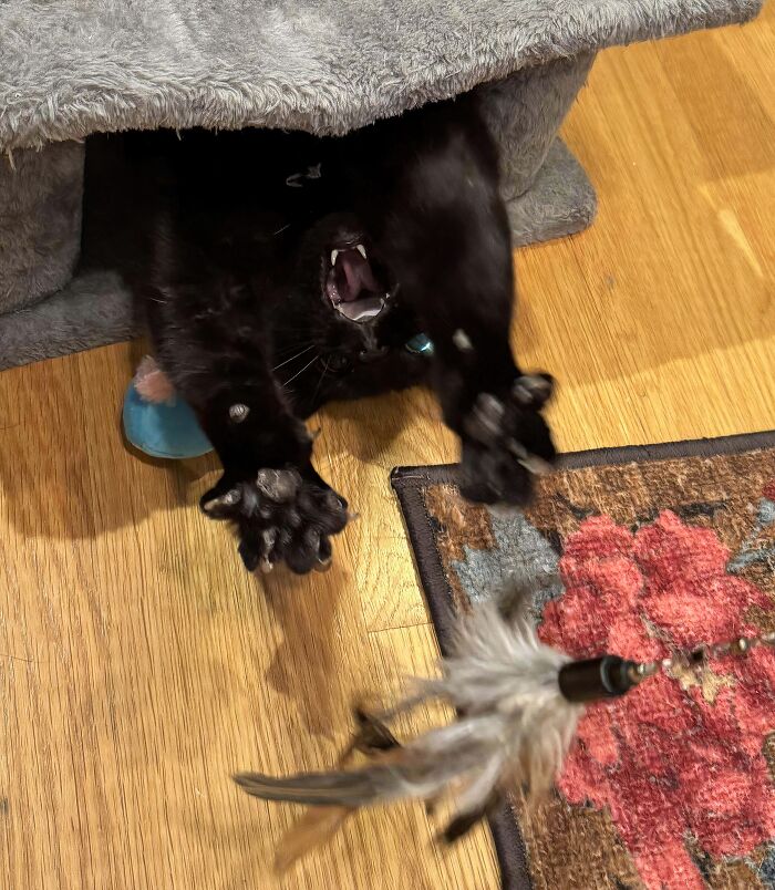 A black cat playing aggressively with a feather toy, revealing its sharp cat claw