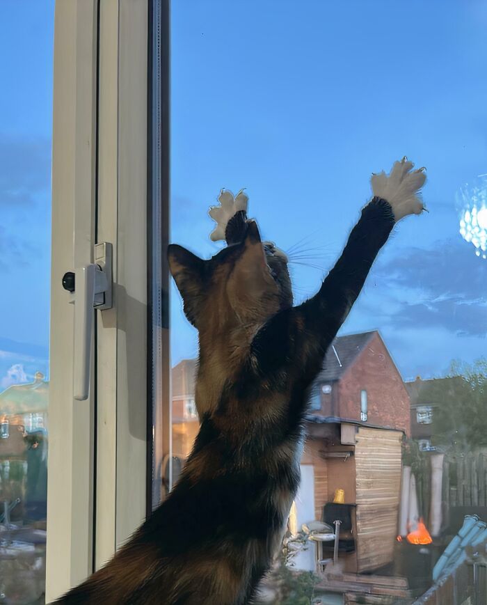 Tortoiseshell cat showing white paws and sharp cat claws reaching up on a glass window