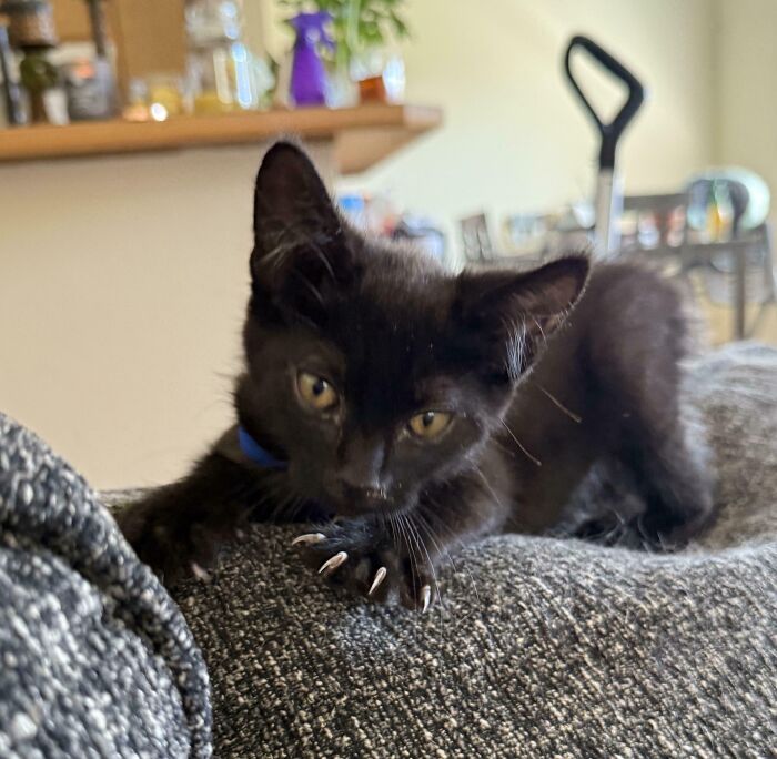 A black kitten showing sharp cat claw details while resting on a grey couch