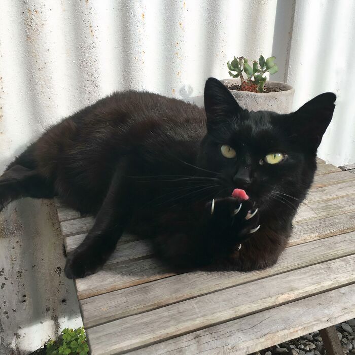 A black cat licking its paw to show its sharp cat claws on a wooden table.