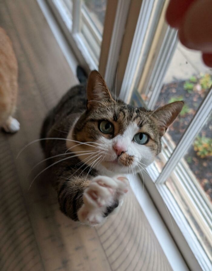 A close-up of a tabby cat reaching out its paw, highlighting its cat claw