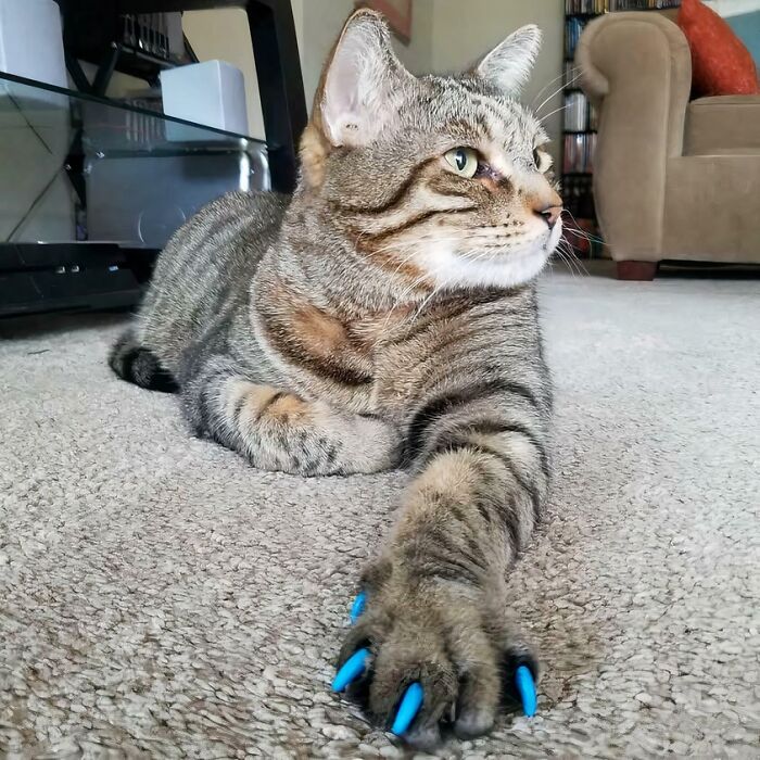 A tabby cat on the carpet showing bright blue claw caps, a unique style of cat claw pictures