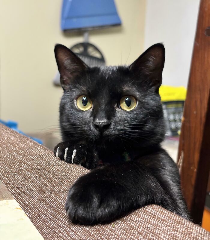 A black cat looking forward with its paw resting on a chair, showcasing sharp cat claws