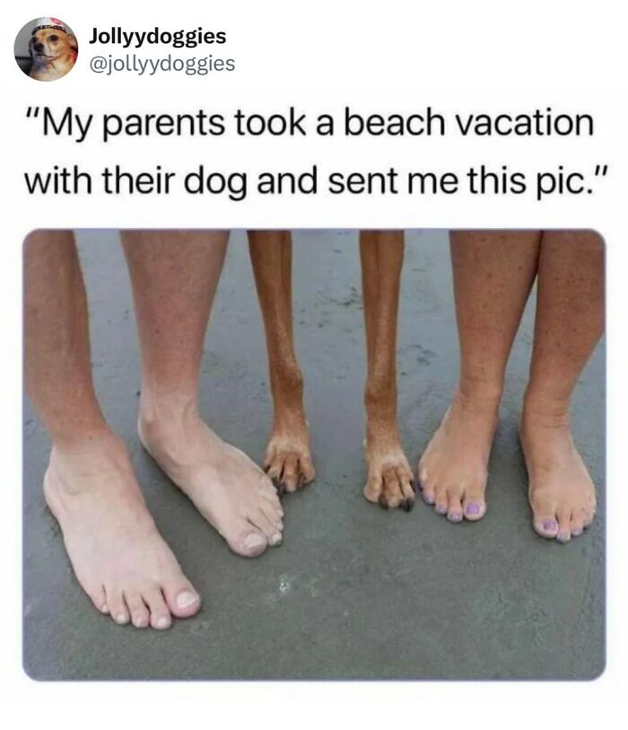 Relatable dog memes post featuring a lineup of human feet and thin dog paws standing on a sandy beach