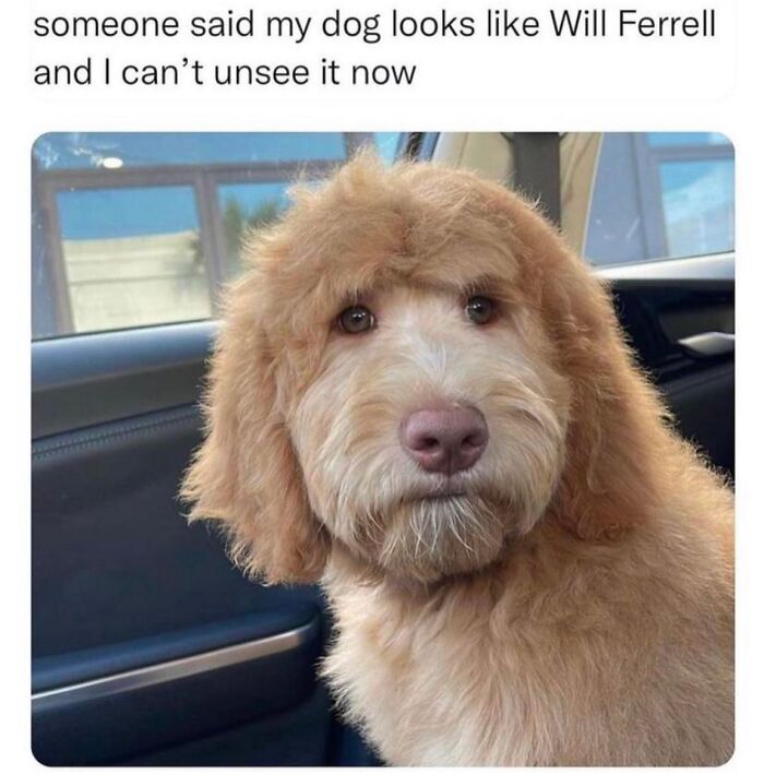Funny dog memes image showing a fluffy brown dog with a human-like face resembling Will Ferrell in a car