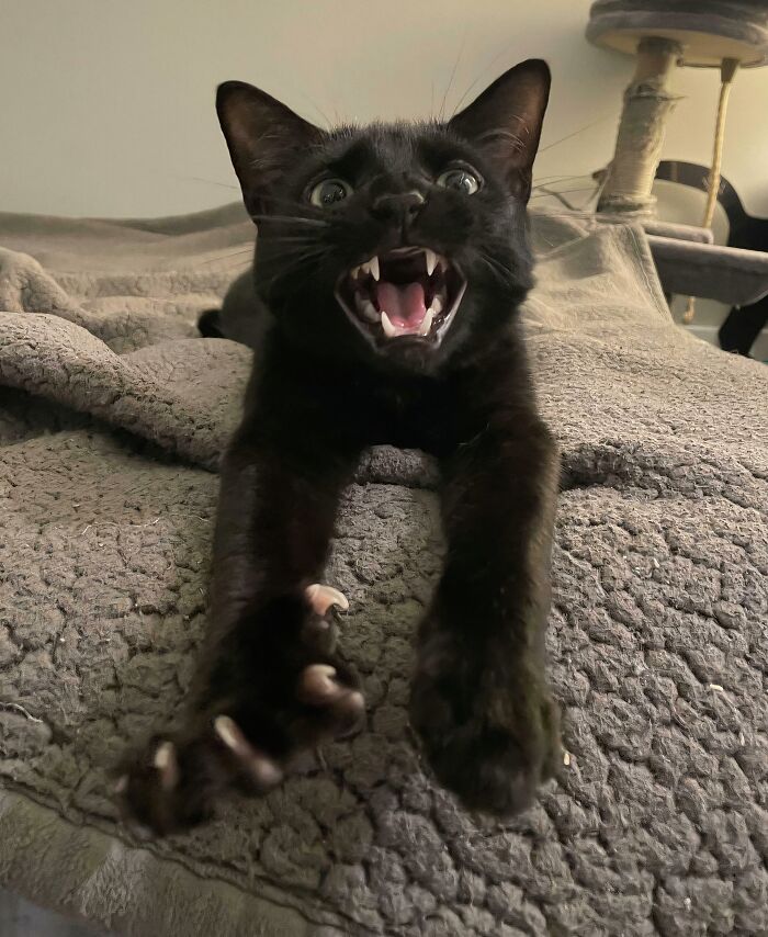 An expressive black cat with its mouth wide open, stretching out its paws with sharp cat claws