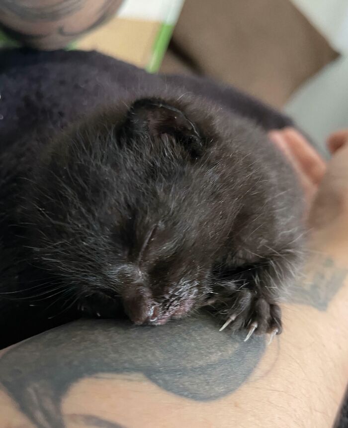 Close-up of a sleeping black kitten resting on an arm with tiny cat claws visible