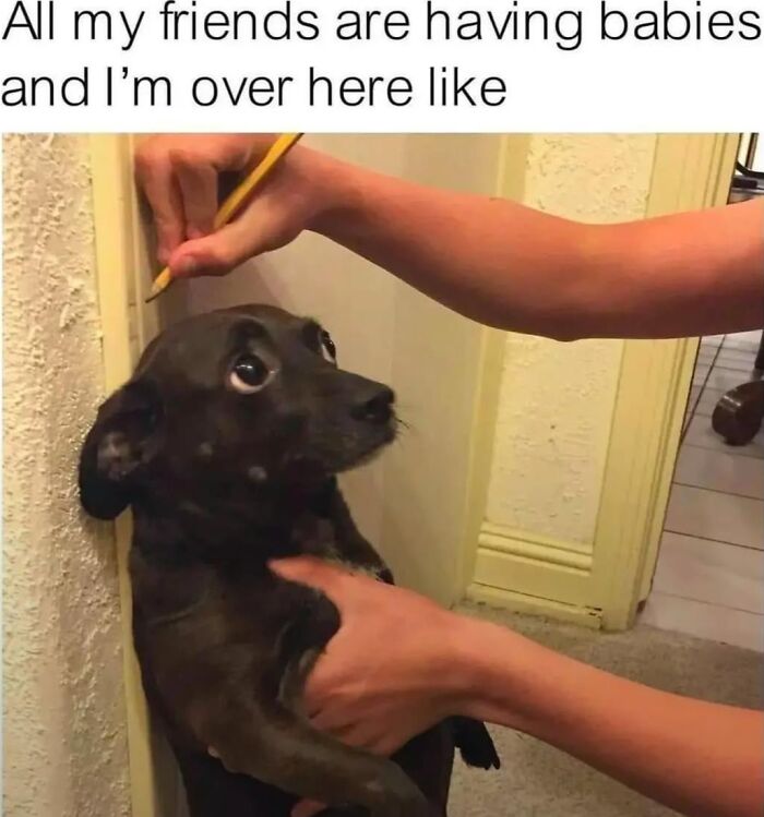 A small black dog having its height measured with a pencil, capturing relatable dog memes.