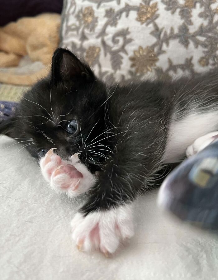 Adorable black and white kitten laying down, showing its small cat claws
