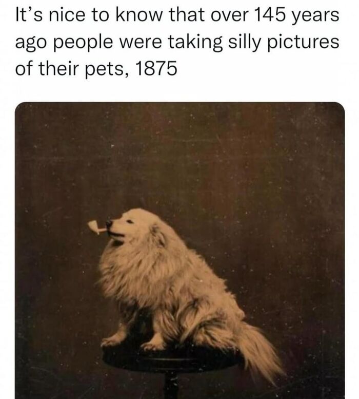 A vintage photo from 1875 of a fluffy dog sitting on a stool with a pipe, shared as dog memes