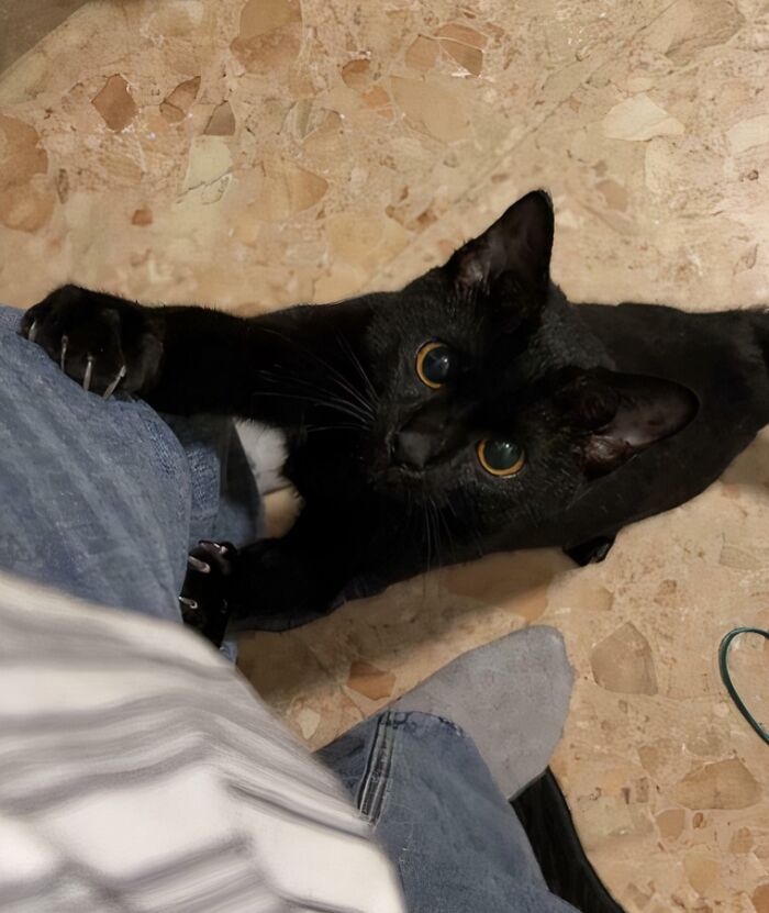Close-up of a black cat with its sharp cat claws gripping blue jeans