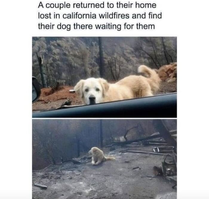 A golden retriever dog stands on burnt land after California wildfires, perfect for dog memes