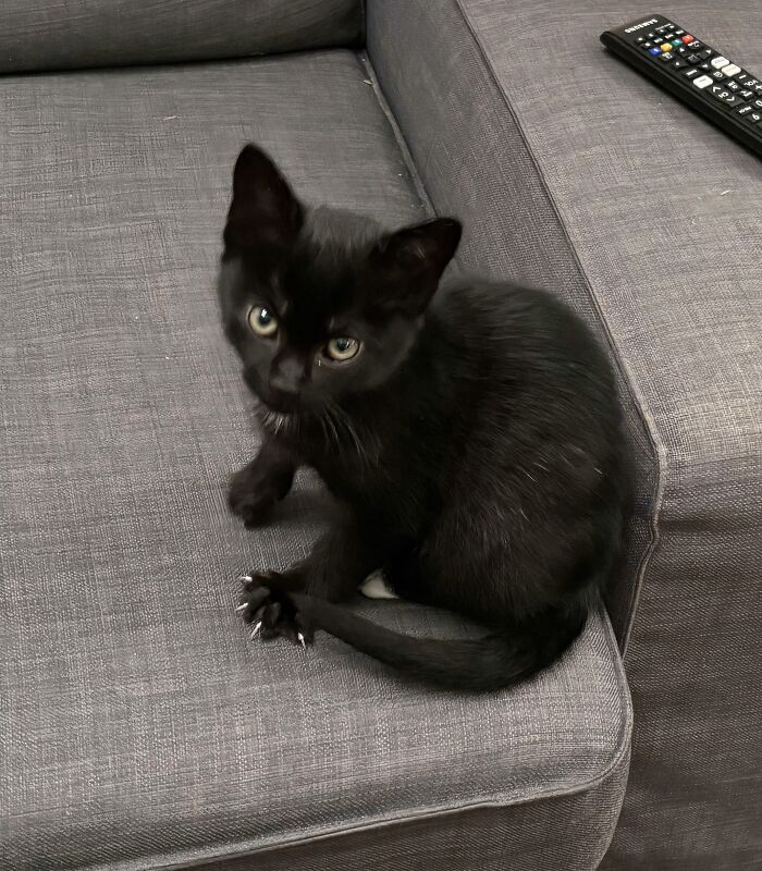 A small black kitten sitting on a gray sofa, revealing small sharp claws for cat claw pictures.