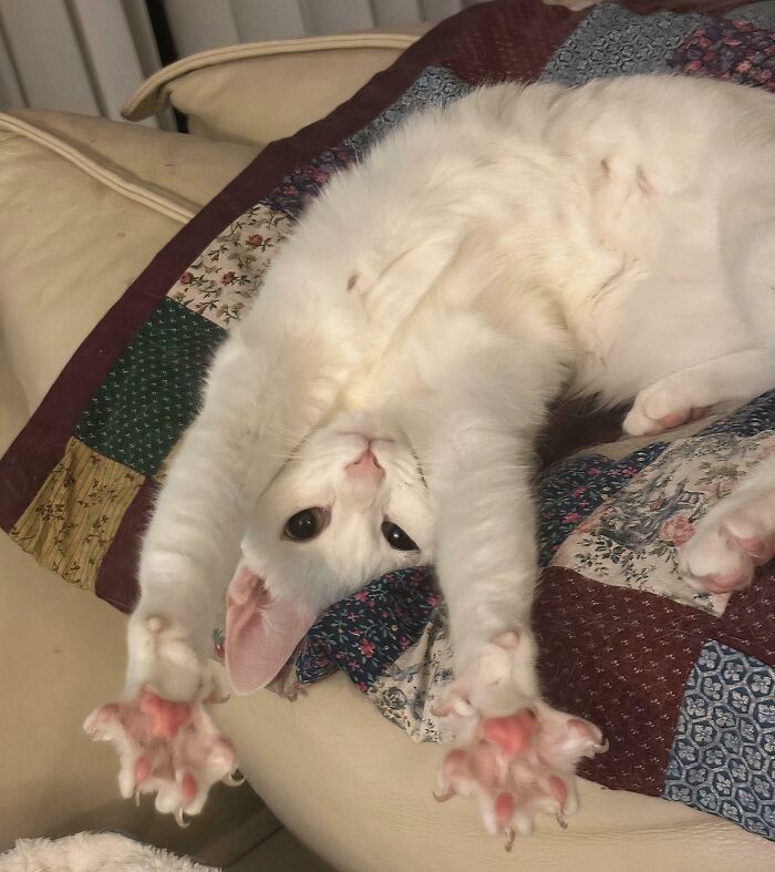 Fluffy white cat stretching on a quilt showing off sharp cat claw pictures.