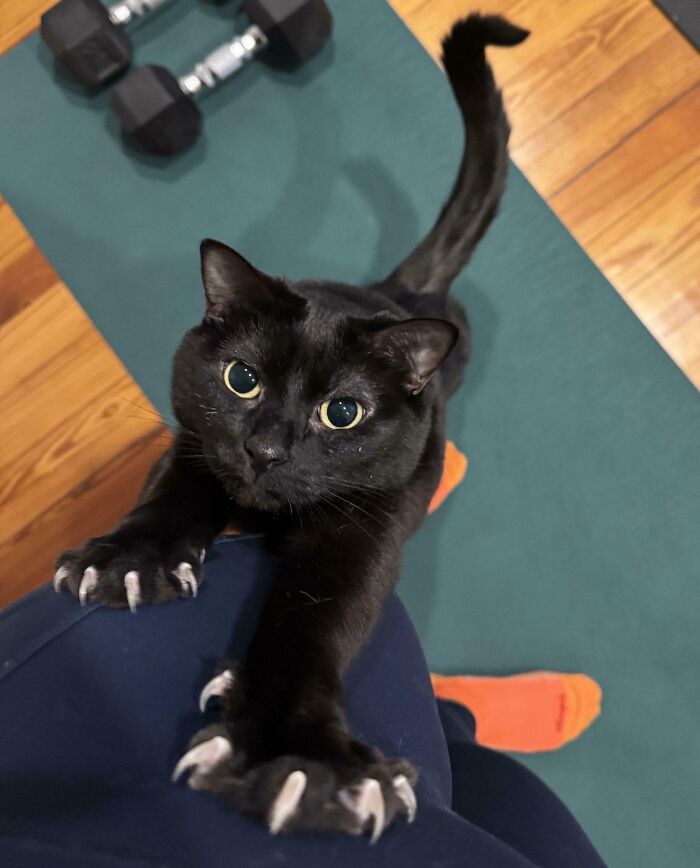 A black cat showing sharp claws while looking up in this cat claw pictures post