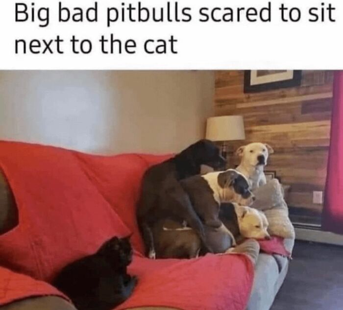 Relatable dog memes of pitbulls huddled together away from a small cat