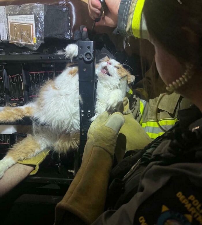 A dramatic cat rescue scene with firefighters, resembling an Accidental Renaissance painting.