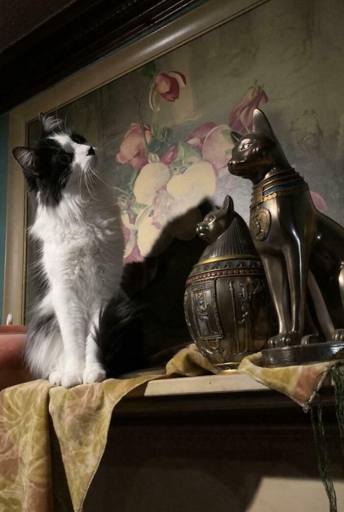 A fluffy black and white cat posing next to bronze Egyptian cat statues creating an Accidental Renaissance scene