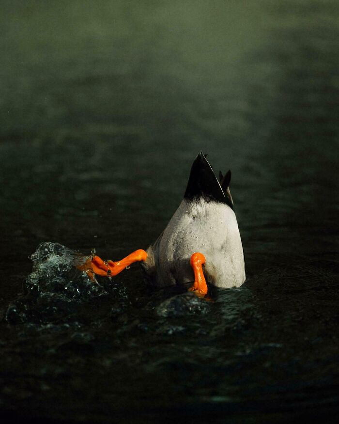 Duck diving into dark water showing orange feet, Accidental Renaissance style