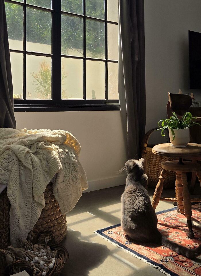 A cat sitting in sunlight by a window, evoking an Accidental Renaissance scene.