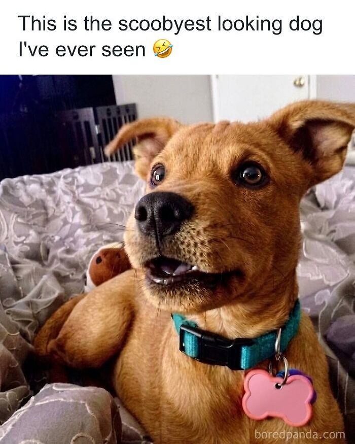 An adorable brown puppy with a blue collar that looks exactly like a real-life nostalgic 90s Scooby-Doo.