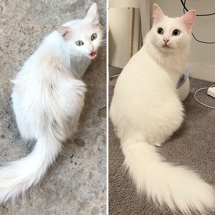 Before and after photos of a white cat, showing its transformation from a scruffy outdoor cat to a fluffy, well-groomed indoor cat.