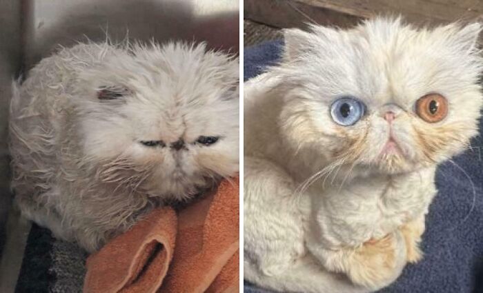 Before and after photos showcasing the fascinating transformation of a wet, grumpy kitten into a fluffy, clean cat.