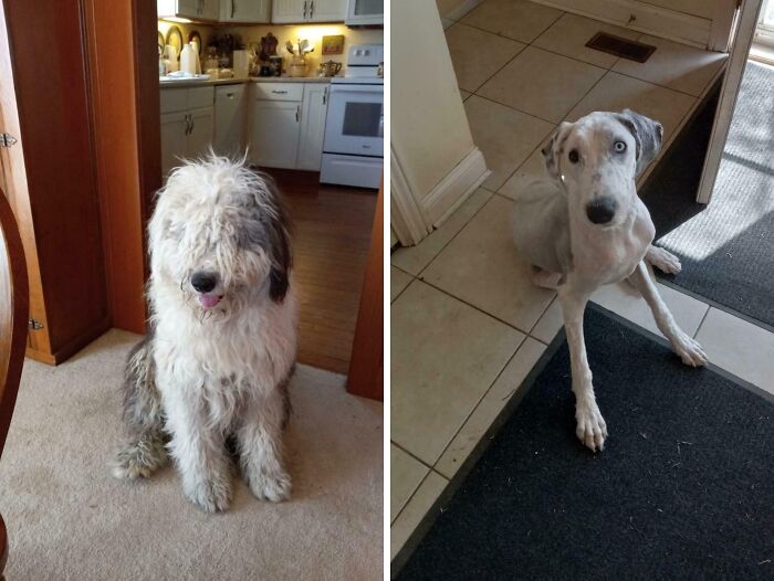 Before and after photos revealing the inspiring transformation of a shaggy, matted dog into a neatly groomed one.