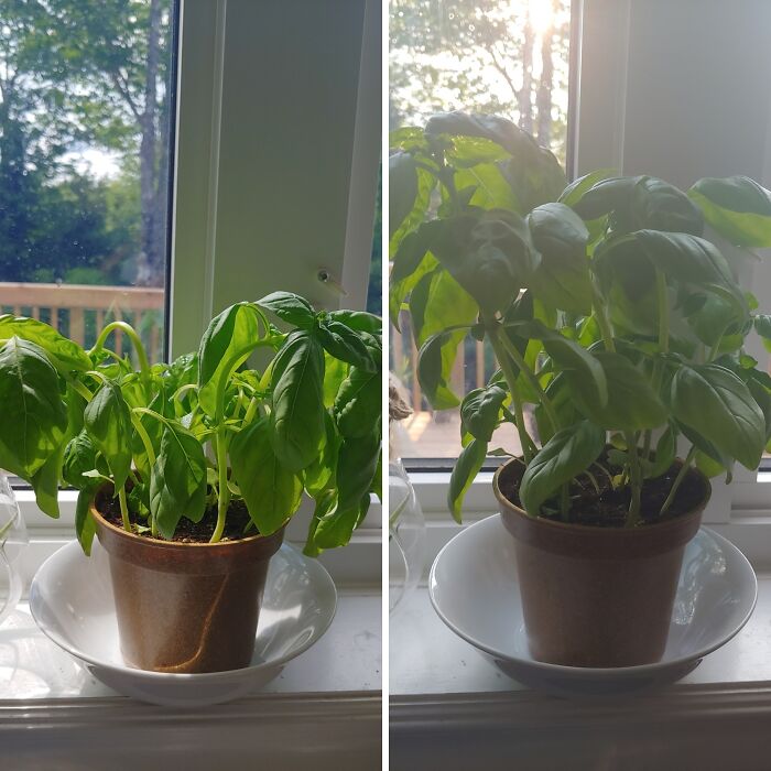 Before and after transformation of a basil plant, showing surprising growth and revitalizing evolution.