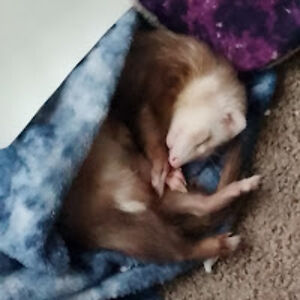 kendallhadden-brueggemann avatar