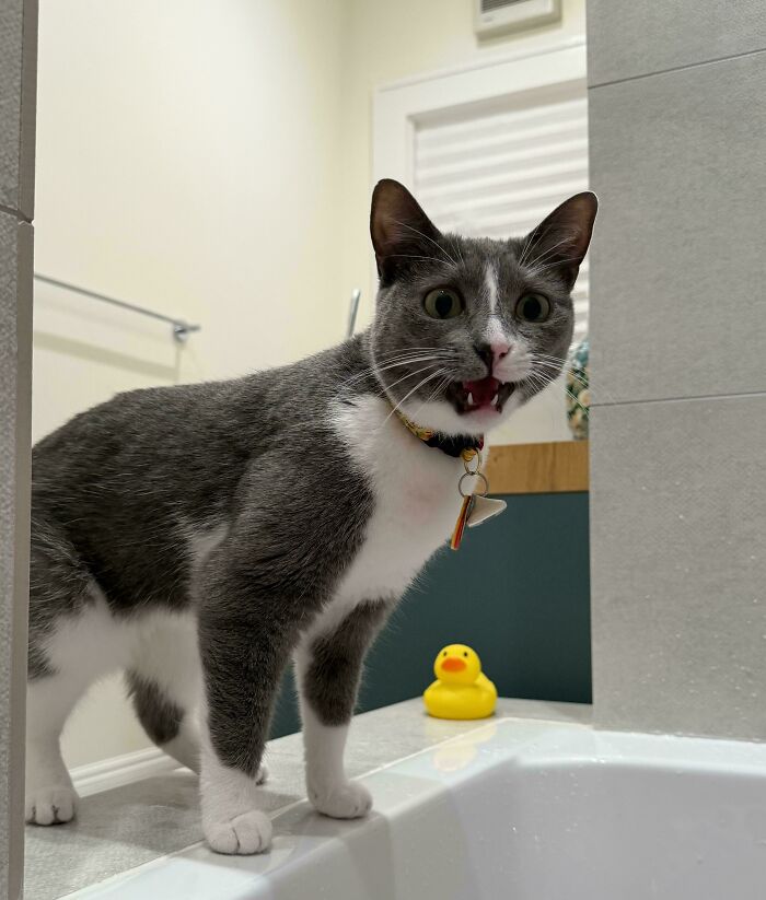 Gray and white cat meowing near a bathtub with a yellow rubber duck