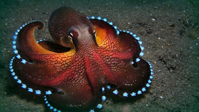 A vibrant red octopus on the seabed, illustrating incredible things discovered at the bottom of the ocean.