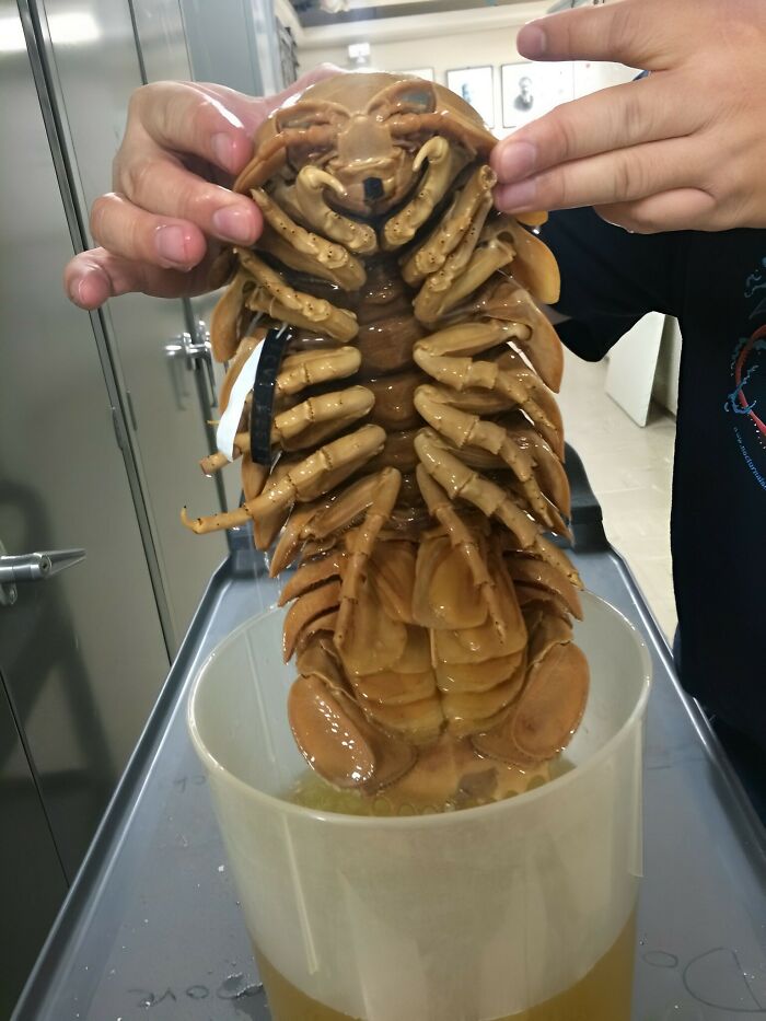 A giant deep-sea isopod held by a researcher, showcasing unique things discovered at the bottom of the ocean.