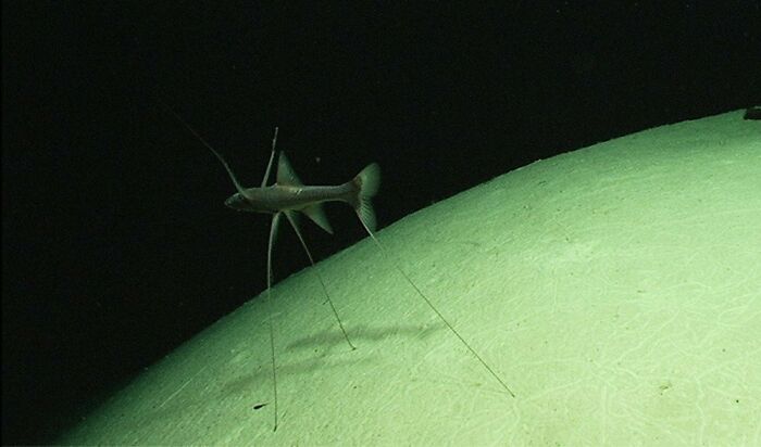 Eerie tripod fish standing on the seabed, a rare species discovered at the bottom of the ocean