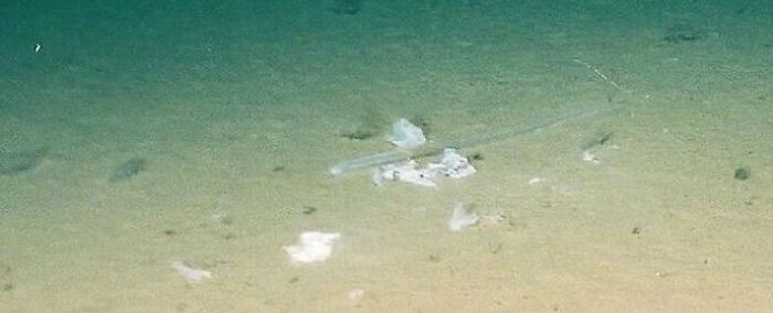 A deep sea glass sponge discovered at the bottom of the ocean floor
