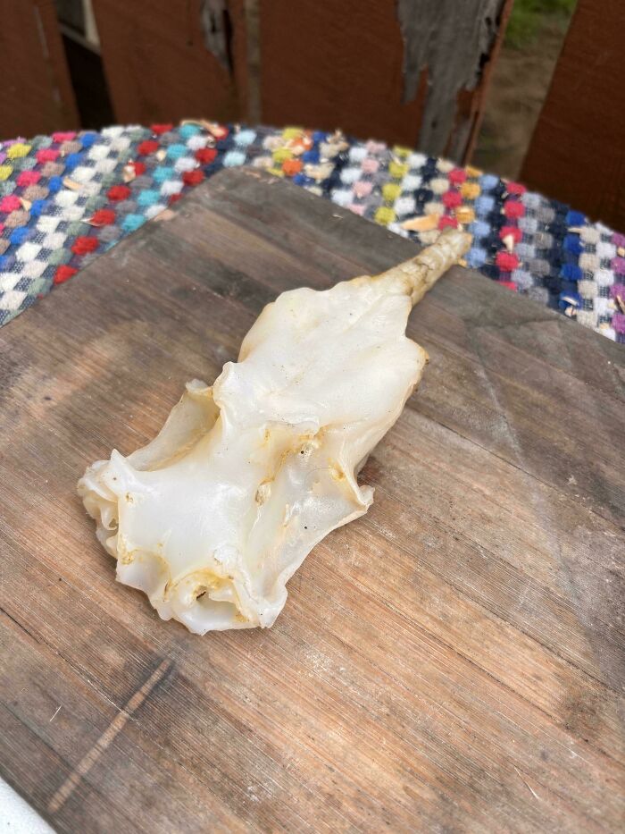 A translucent marine specimen found at the bottom of the ocean