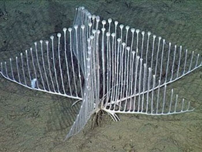 A rare harp sponge structure found at the bottom of the ocean floor